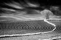 104 - CORN FIELDS - ZEMAN MATO - croatia